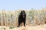 SCHIPPERKE 087